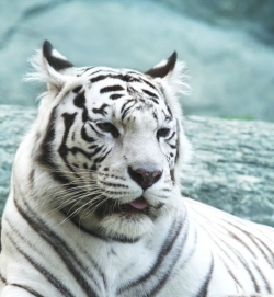 Bílí tygři jsou chloubou Liberce (ilustrační foto).